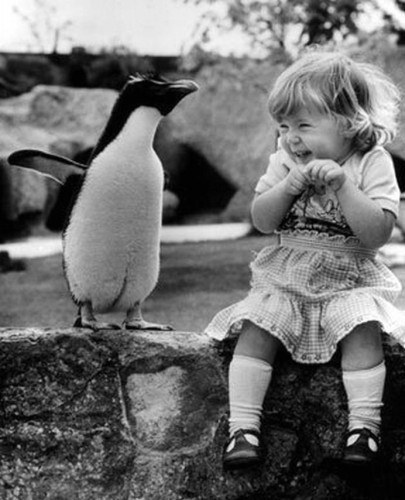 Photo:  Penguin